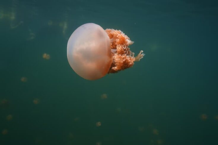 Golden Jellyfish (Mastigias)