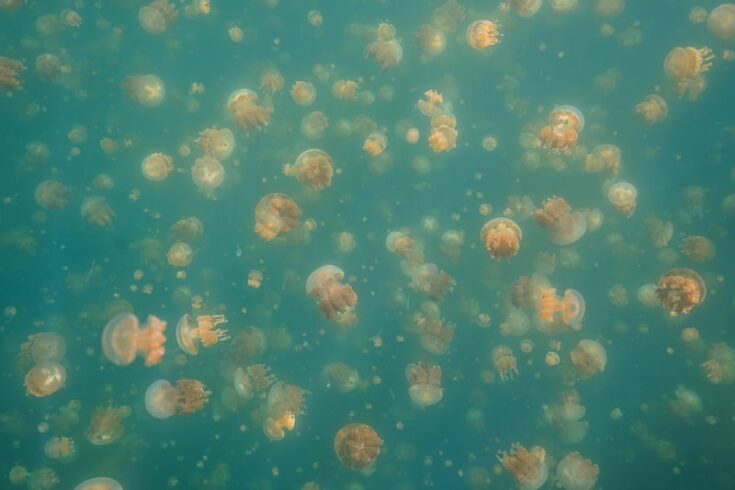 jellyfish lake palau