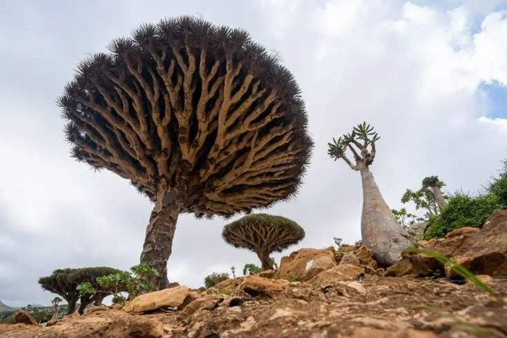 Dragon Blood Tree on socotra