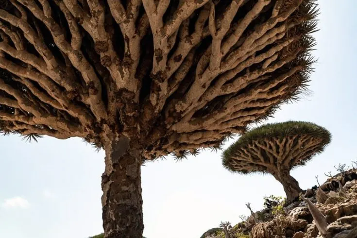 Dragon Blood Tree close up on Socotra Yemen