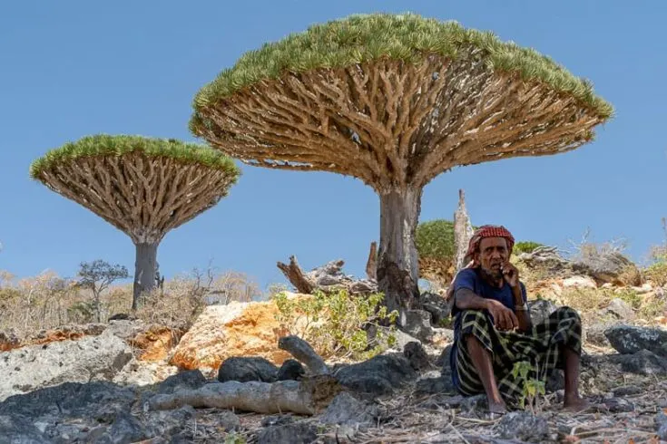 A local Bedouin having a rest under a Dragons Blood Trees socotra