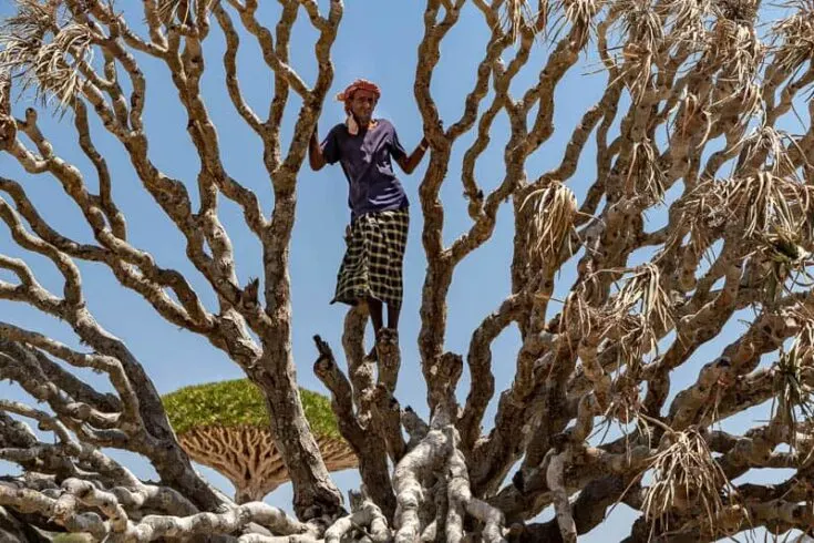 A Socotri Bedouin climbing a dragon blood tree in Diksam