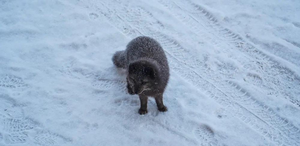 A cute littel artic fox on Svalbard