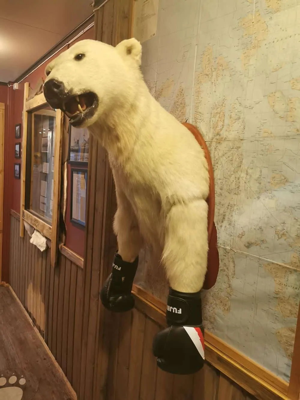 Polar bear svalbard