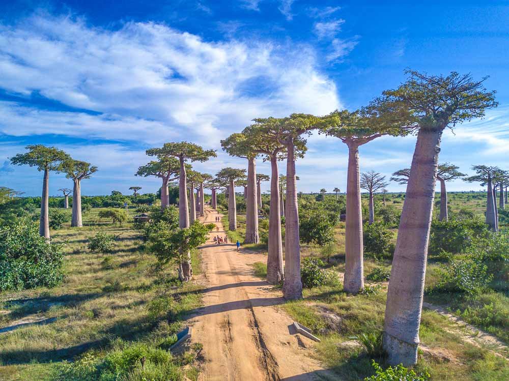 Avenue Of The Baobabs The Legendary Avenue Of Trees 