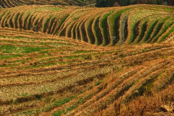 Longsheng/Longji Rice Terraces China