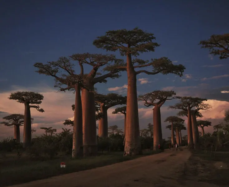Avenue of the Baobabs madagascar