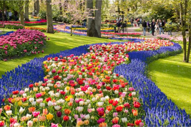 Amsterdam tulips netherlands