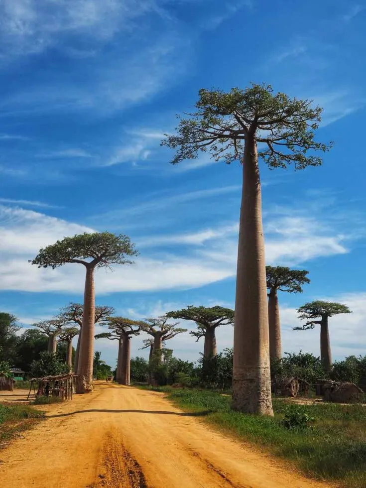 Avenue of the Baobabs madagascar