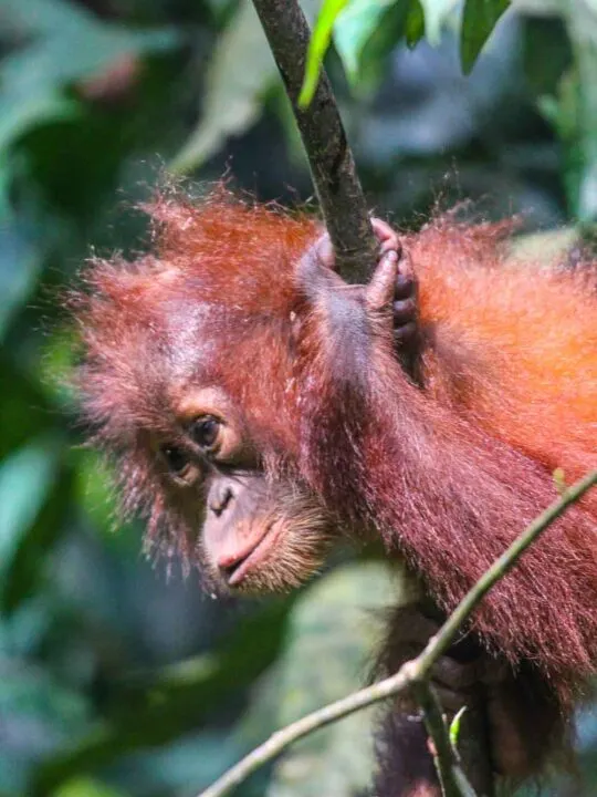 Sumatran Orangutan indonesia Gunung Leuser National Park in Sumatra Indonesia