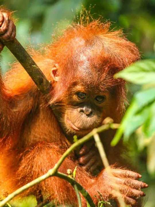 baby Orangutan Indonesia