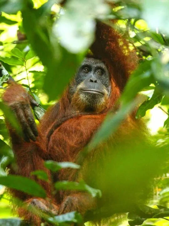 A Sumatran Orangutan in Gunung Leuser National Park Indonesia