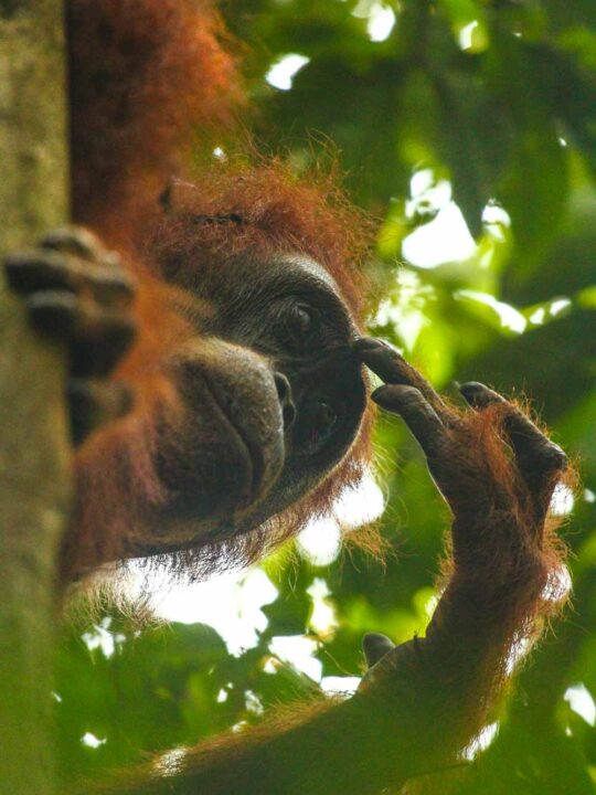 A Sumatran Orangutan