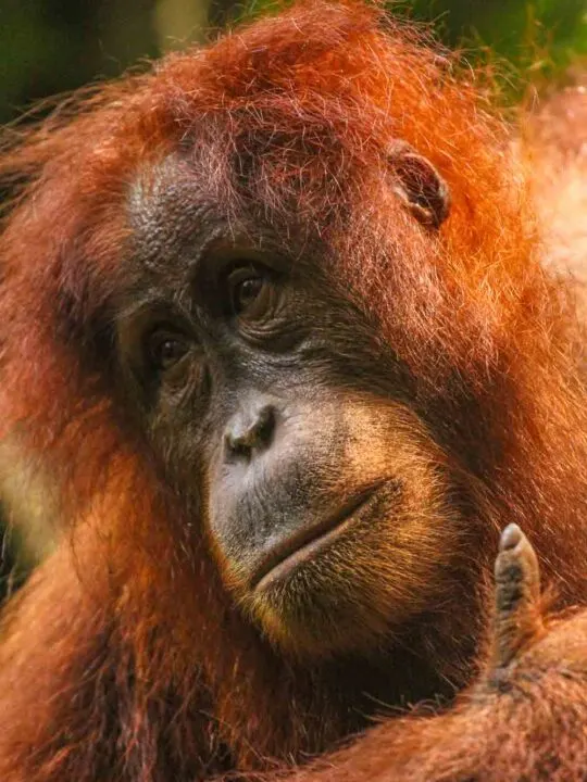 A Sumatran Orangutan high up in the trees