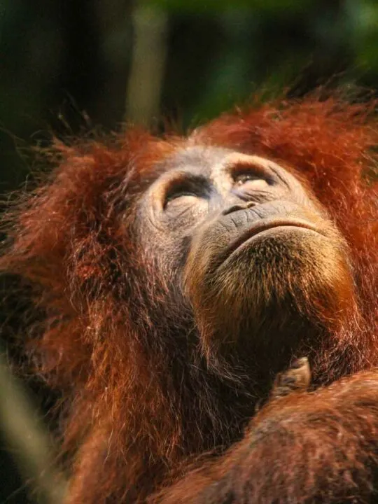 Sumatran Orangutan in Gunung Leuser National Park iNDONESIA