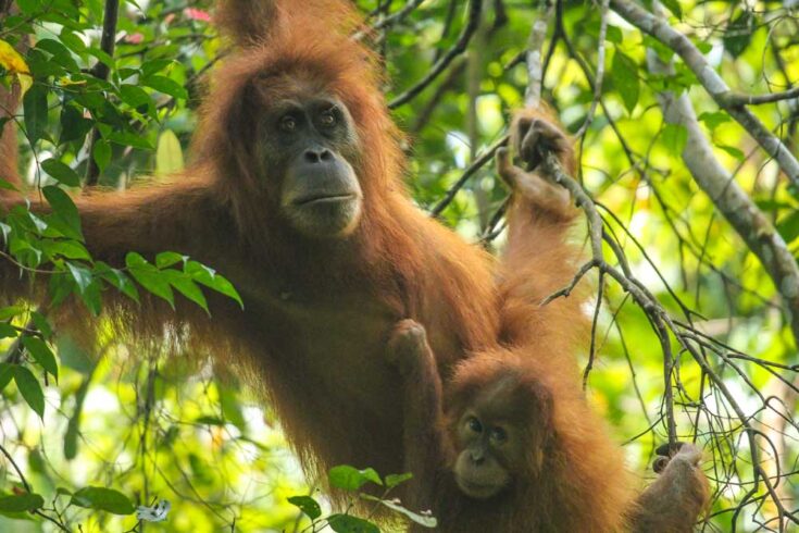 Sumatran Orangutan indonesia Gunung Leuser National Park in Sumatra