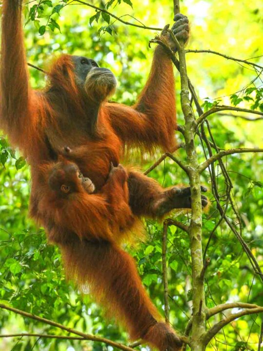 mum and baby Orangutan