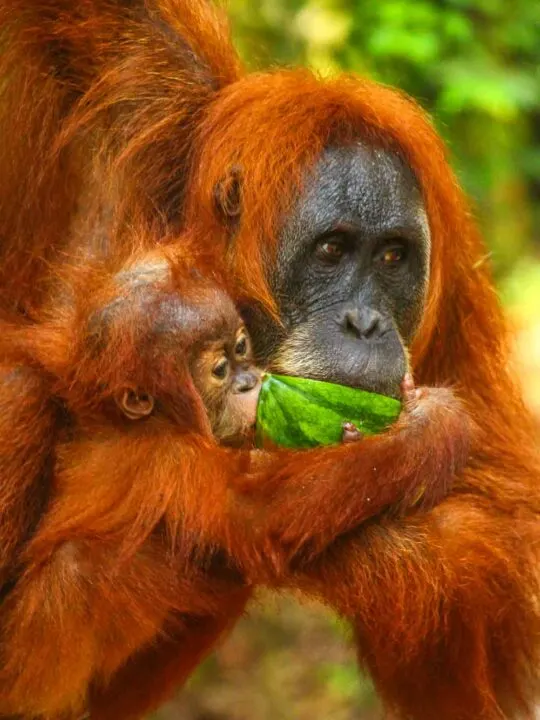 A Sumatran Orangutan Indonesia