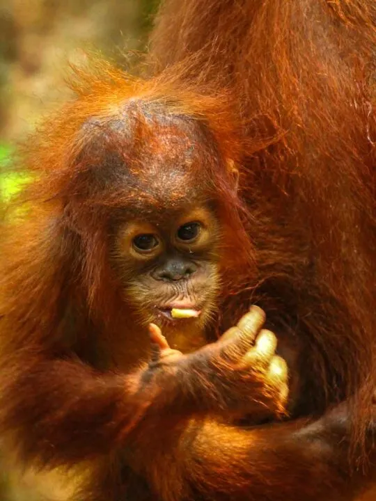 orangutan mum and baby
