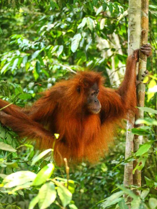 Orangutan indonesia