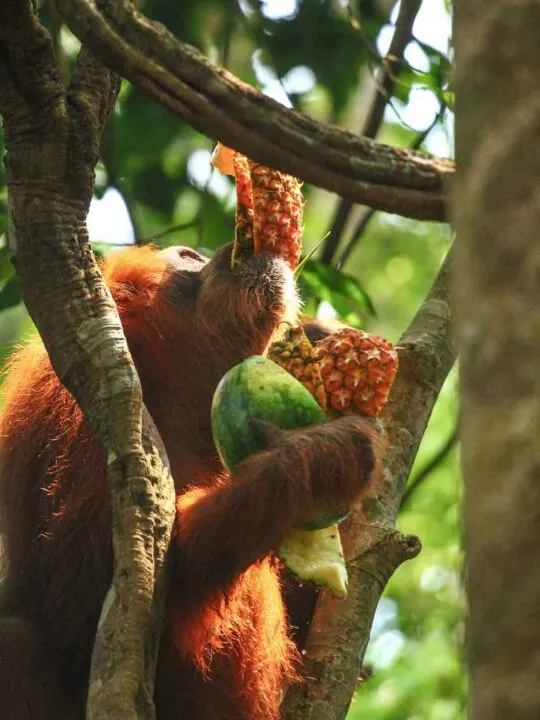 orangutan food