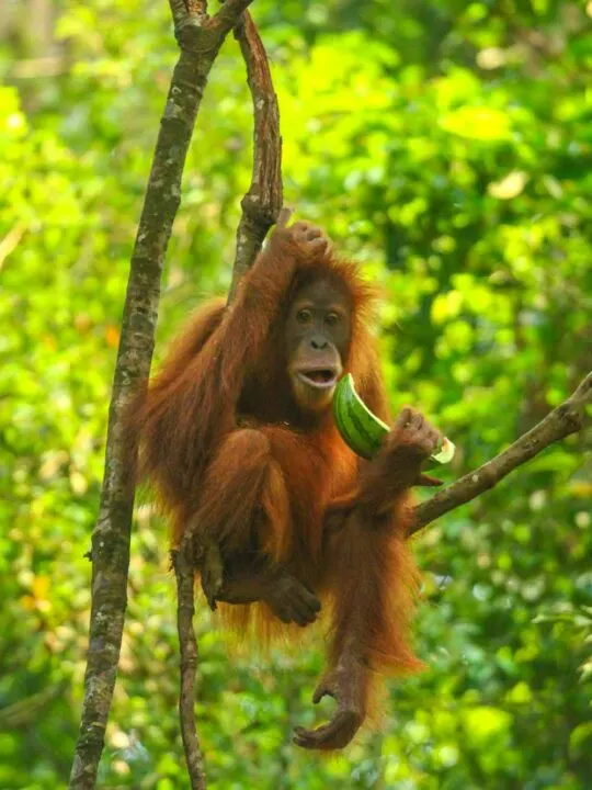A Sumatran Orangutan in Gunung Leuser National Park