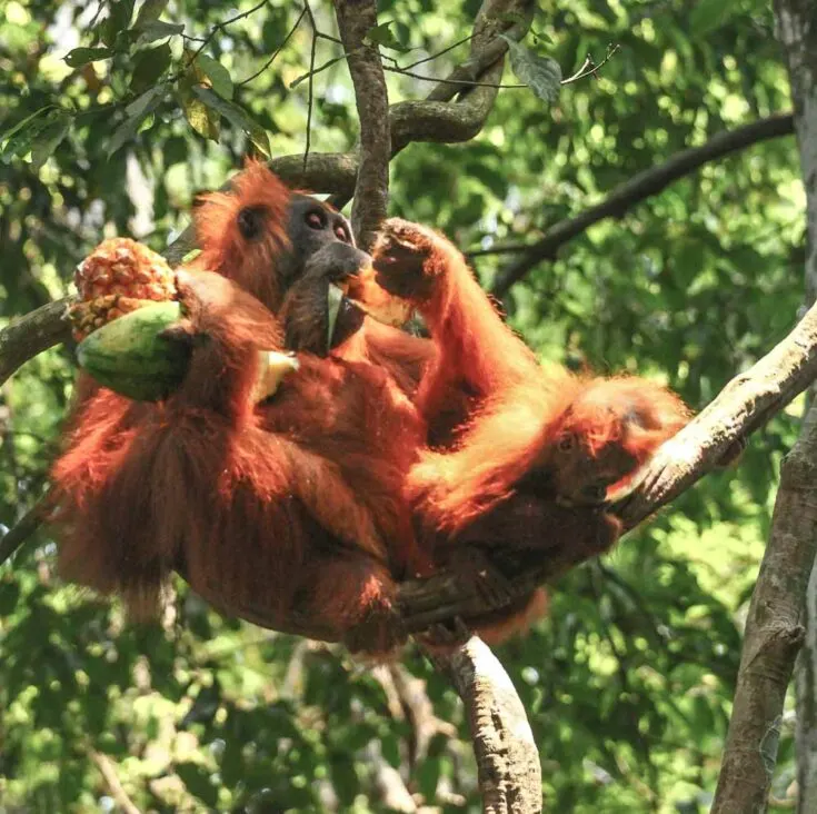 A Sumatran Orangutan in the trees