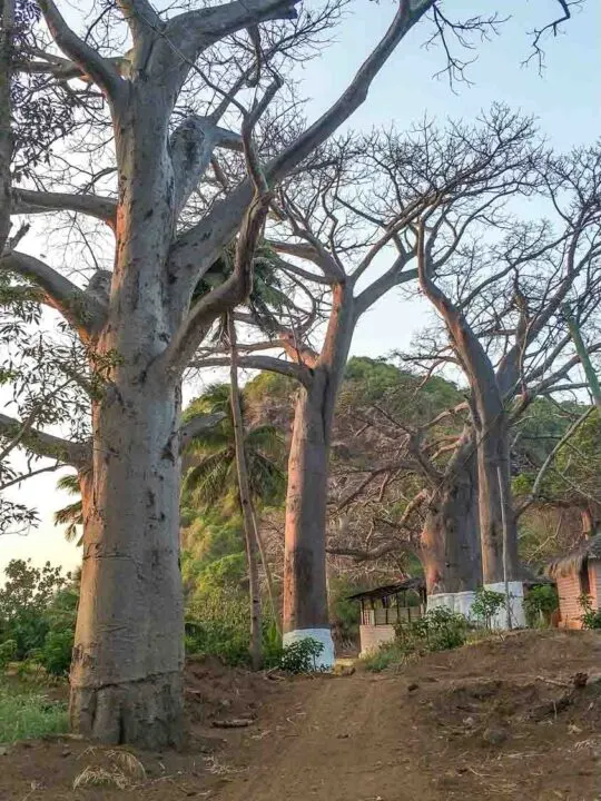 baobab trees. moheli africa