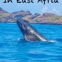 Travel Guide To Moheli Island in Comoros, east africa one of the best places to swim with humpback whales