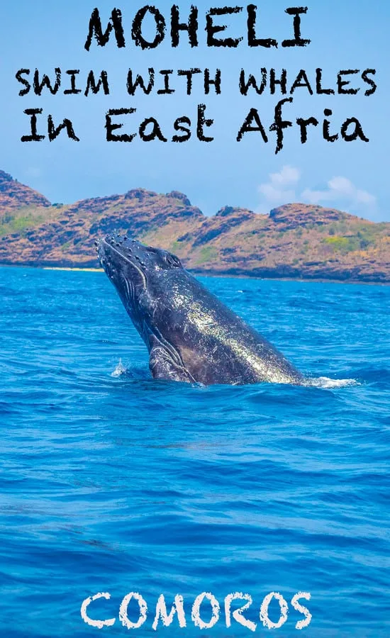 Travel Guide To Moheli Island in Comoros, east africa one of the best places to swim with humpback whales