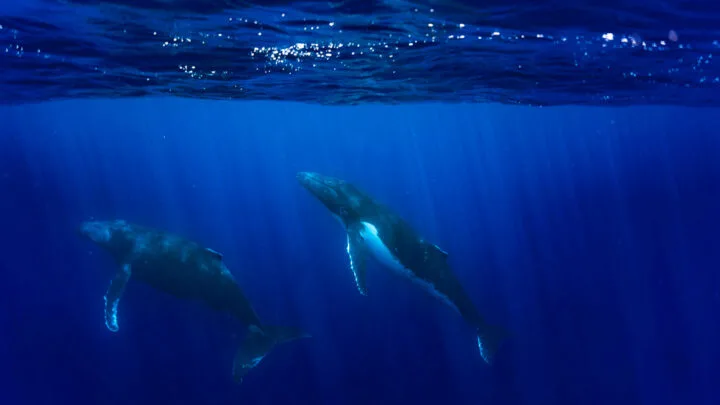 moorea humbpack whales french polynesia