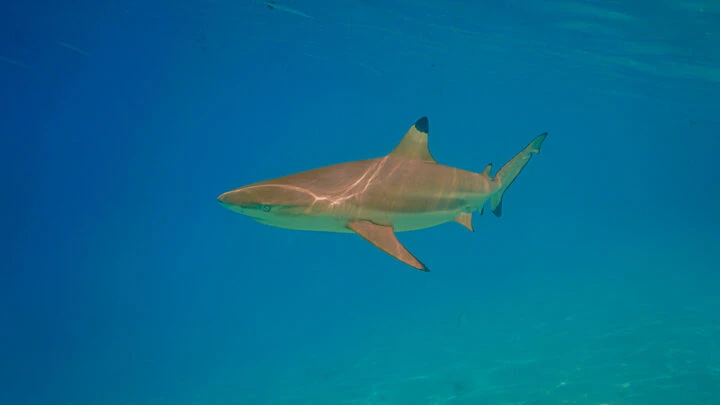 french polynesia shark