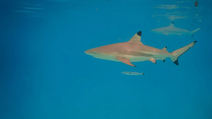 shark french polynesia