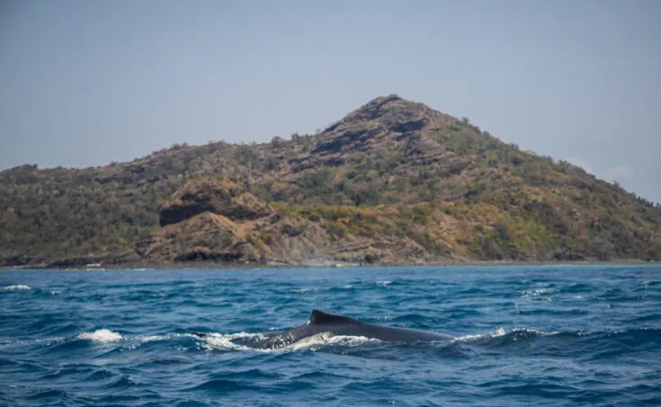 comoros humpback whale