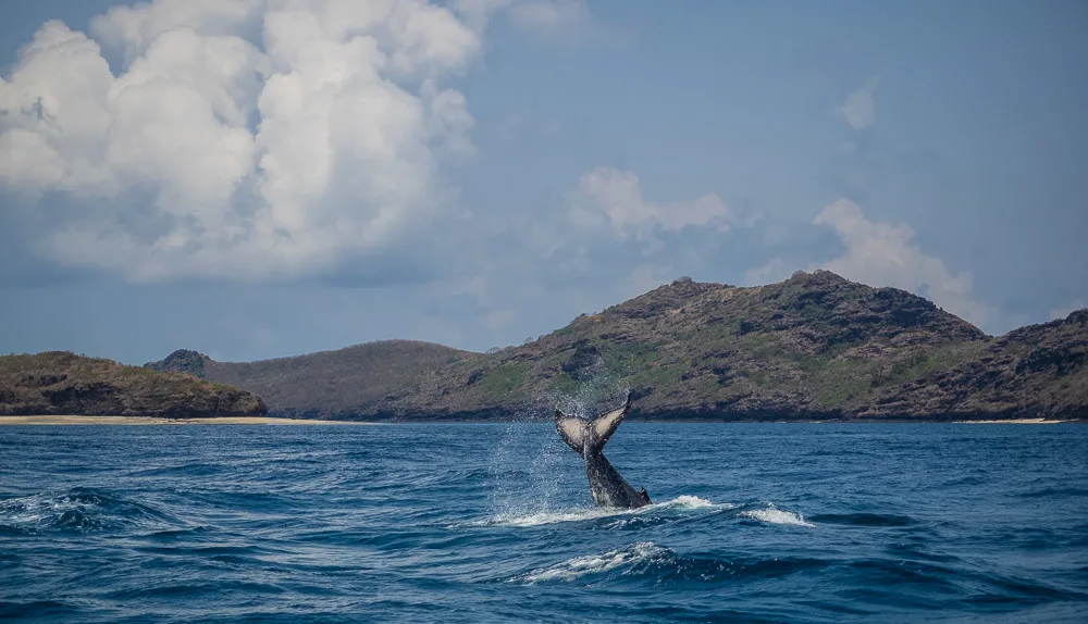 whale comoros