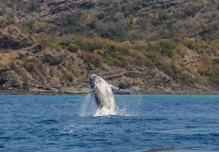humpback whale moheli africa