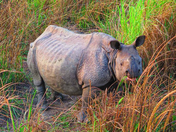 one-horned rhinos nepal
