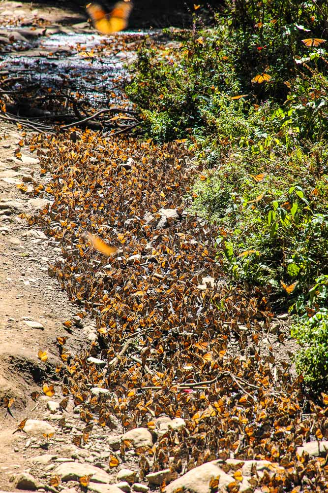 Mexican Butterflies Fascinating Facts About the Morelia Monarch
