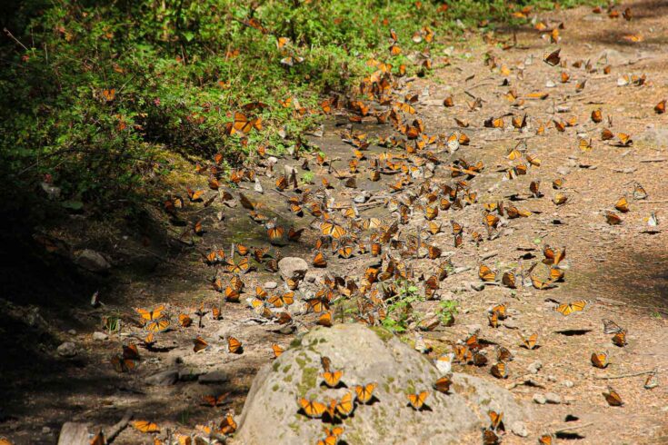Morelia Monarch Butterfly Mexico