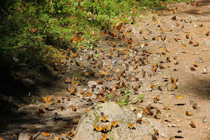 Morelia Monarch Butterfly Mexico