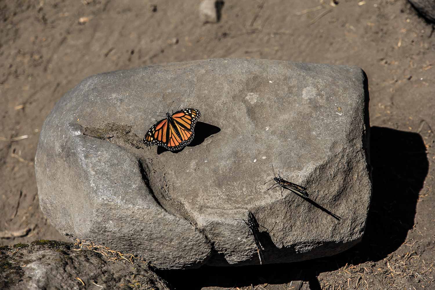 Mexican Butterflies Fascinating Facts About the Morelia Monarch