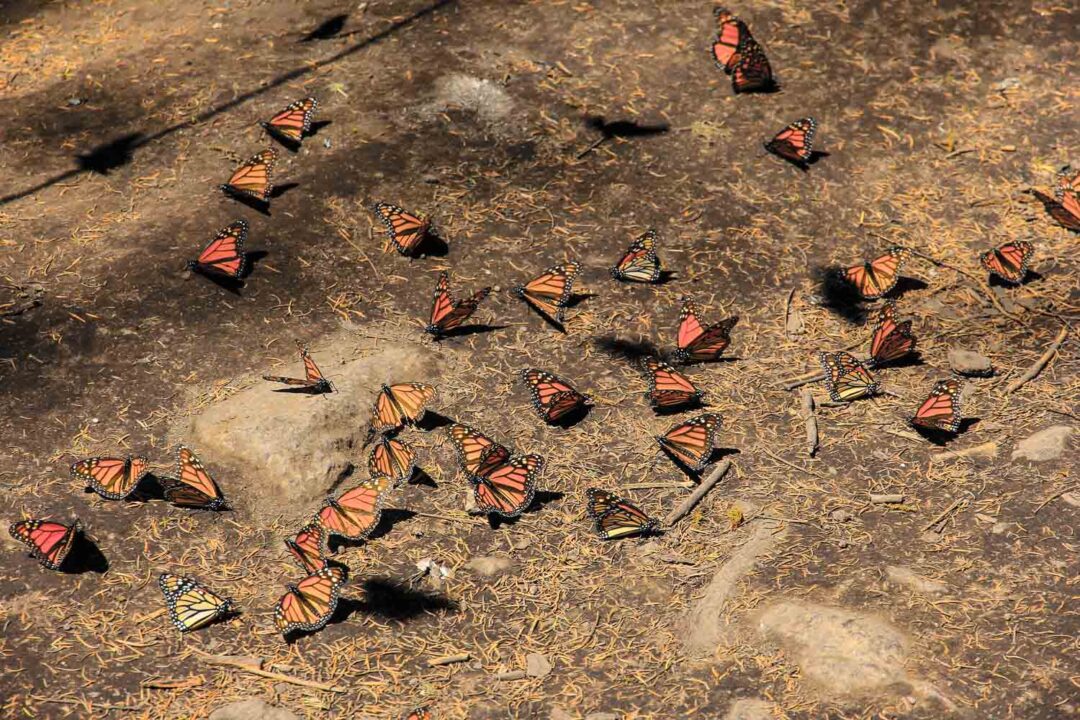 Mexican Butterflies Fascinating Facts About the Morelia Monarch