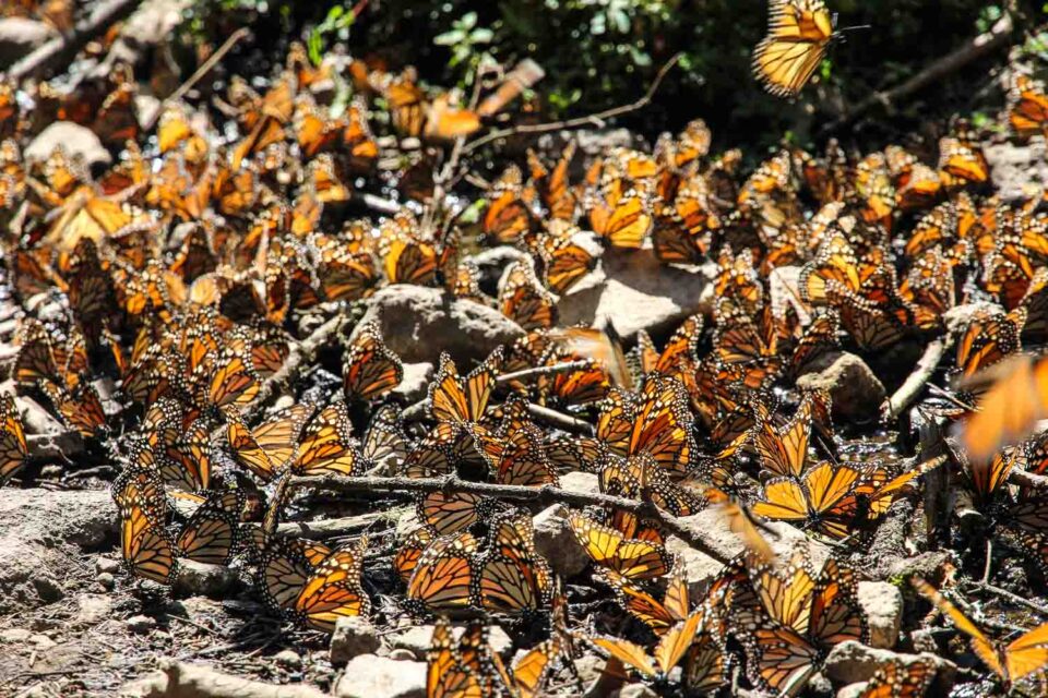 Mexican Butterflies Fascinating Facts About the Morelia Monarch