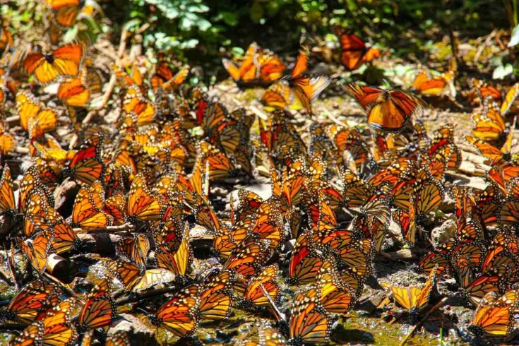 Morelia Monarch Butterfly Mexico