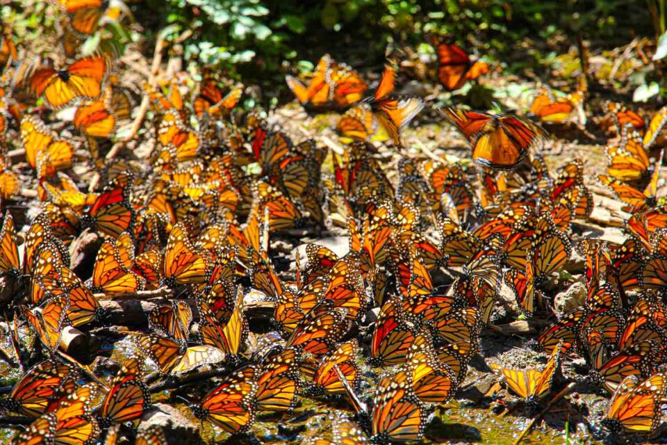 Mexican Butterflies Fascinating Facts About the Morelia Monarch
