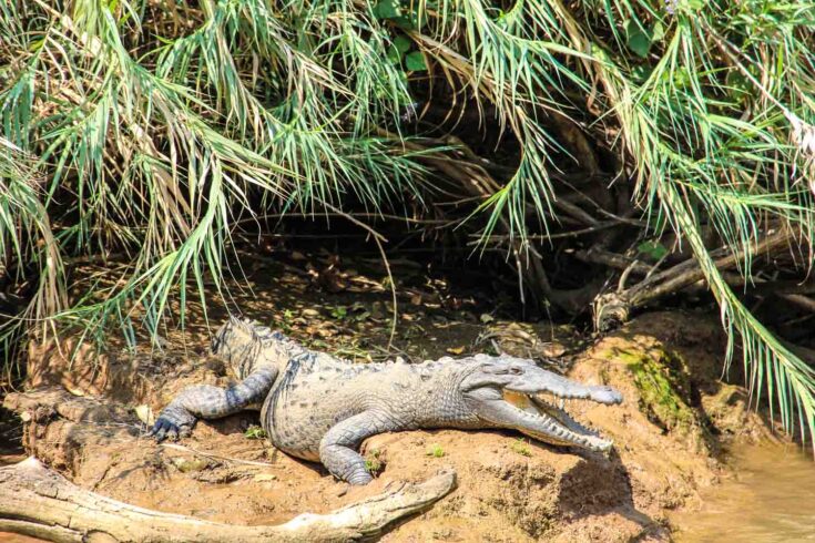 American crocodile Mexico Sumidero Canyon