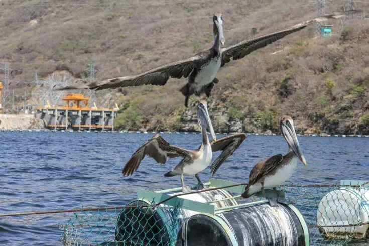 pelicans mexico Chicoasen dam