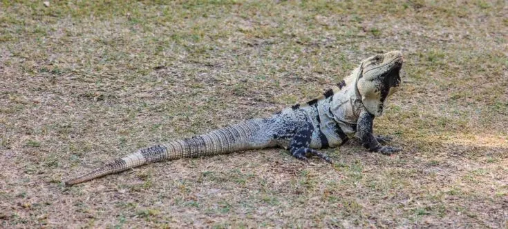 Chichen Itza lizard mexico