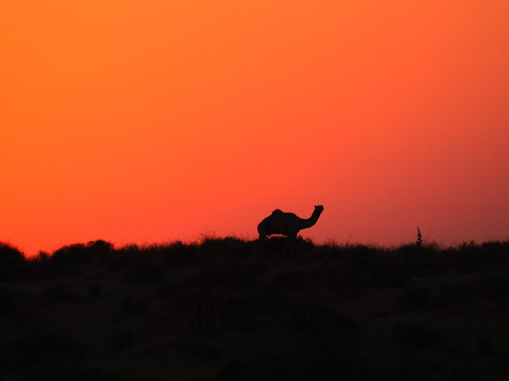 camel sunset india