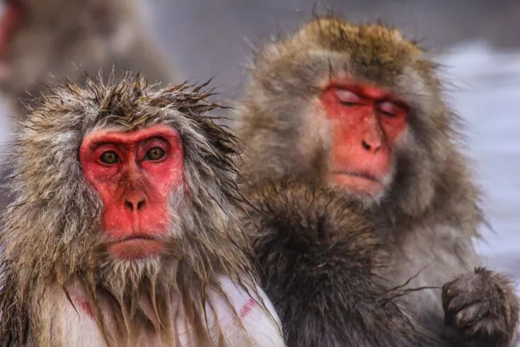 Jigokudani Park snow monkey Japan